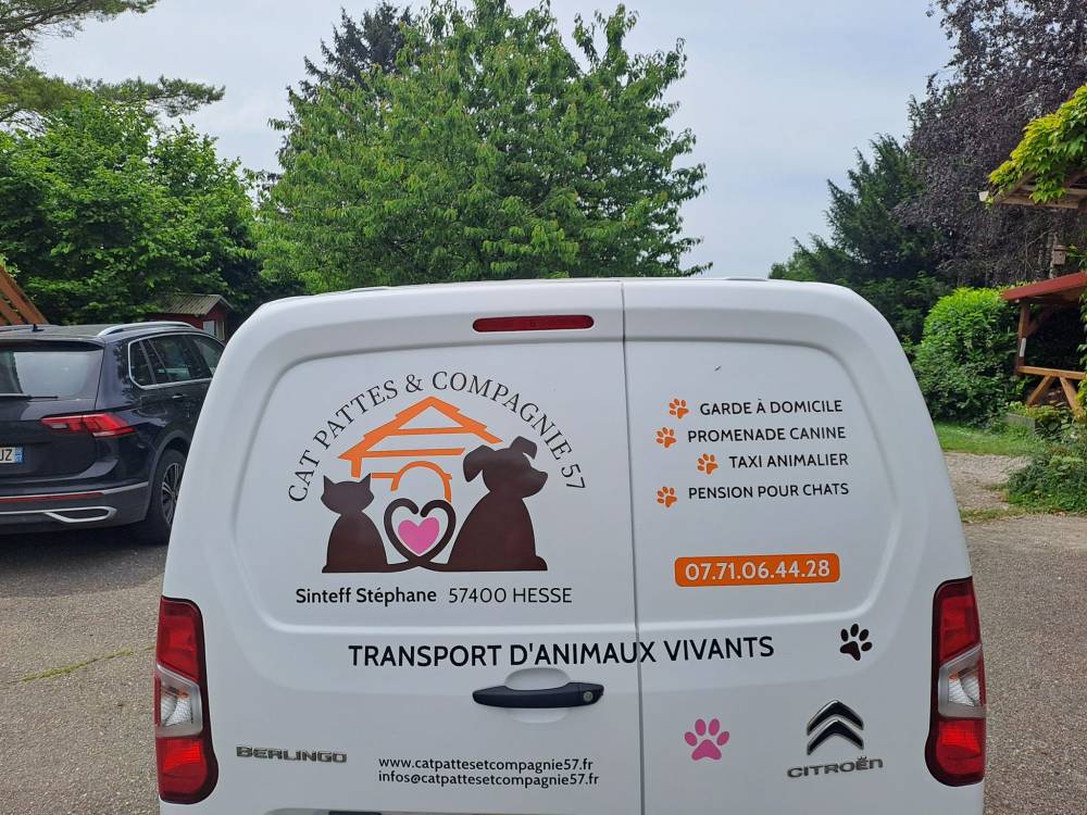 trans maj